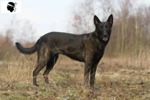 Mehr über den Artikel erfahren Hollandse Herdershond Züchter und Welpen auf Korsika