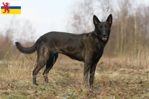 Mehr über den Artikel erfahren Hollandse Herdershond Züchter und Welpen in Limburg