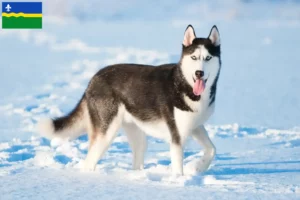 Mehr über den Artikel erfahren Husky Züchter und Welpen in Flevoland