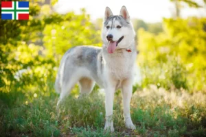 Mehr über den Artikel erfahren Husky Züchter und Welpen in Groningen