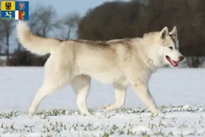 Mehr über den Artikel erfahren Husky Züchter und Welpen in Mähren-Schlesien