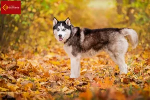 Mehr über den Artikel erfahren Husky Züchter und Welpen in Okzitanien