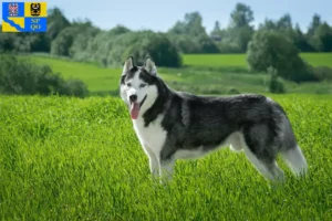 Mehr über den Artikel erfahren Husky Züchter und Welpen in Olmütz