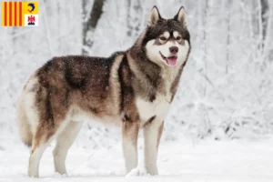 Mehr über den Artikel erfahren Husky Züchter und Welpen in der Provence-Alpes-Côte d’Azur