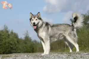 Mehr über den Artikel erfahren Husky Züchter und Welpen in Syddanmark