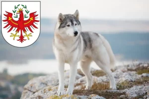 Mehr über den Artikel erfahren Husky Züchter und Welpen in Tirol