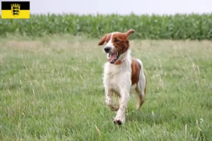 Mehr über den Artikel erfahren Irish Red and White Setter Züchter und Welpen in Baden-Württemberg