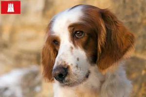 Mehr über den Artikel erfahren Irish Red and White Setter Züchter und Welpen in Hamburg