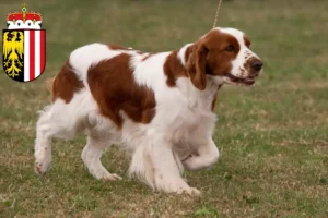 Mehr über den Artikel erfahren Irish Red and White Setter Züchter und Welpen in Oberösterreich