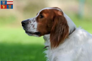 Mehr über den Artikel erfahren Irish Red and White Setter Züchter und Welpen in Südmähren