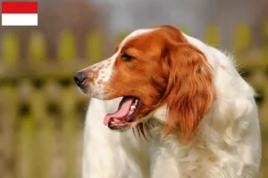 Mehr über den Artikel erfahren Irish Red and White Setter Züchter und Welpen in Wien