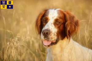 Mehr über den Artikel erfahren Irish Red and White Setter Züchter und Welpen in Zlín