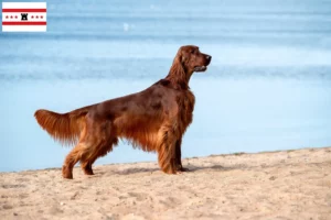 Mehr über den Artikel erfahren Irish Red Setter Züchter und Welpen in Drenthe