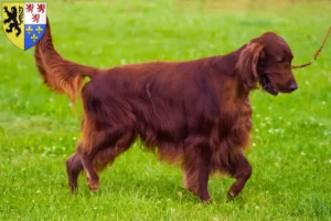 Mehr über den Artikel erfahren Irish Red Setter Züchter und Welpen in Hauts-de-France