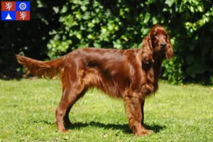 Mehr über den Artikel erfahren Irish Red Setter Züchter und Welpen in Liberec