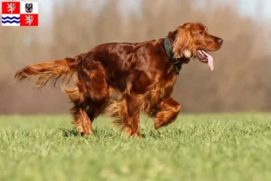 Mehr über den Artikel erfahren Irish Red Setter Züchter und Welpen in Mittelböhmen