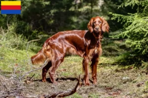 Mehr über den Artikel erfahren Irish Red Setter Züchter und Welpen in Nordholland