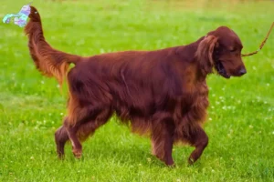 Mehr über den Artikel erfahren Irish Red Setter Züchter und Welpen in Nordjylland