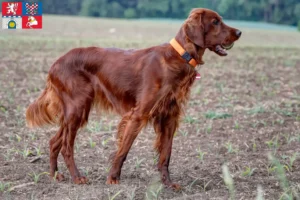 Mehr über den Artikel erfahren Irish Red Setter Züchter und Welpen in Pardubice