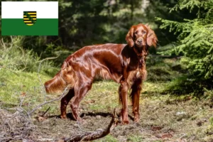 Mehr über den Artikel erfahren Irish Red Setter Züchter und Welpen in Sachsen