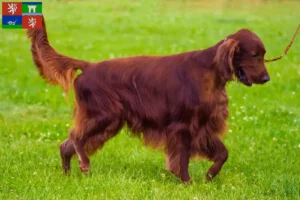 Mehr über den Artikel erfahren Irish Red Setter Züchter und Welpen in Ústí