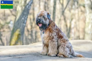 Mehr über den Artikel erfahren Irish Soft Coated Wheaten Terrier Züchter und Welpen in Flevoland