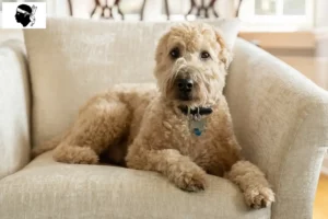 Mehr über den Artikel erfahren Irish Soft Coated Wheaten Terrier Züchter und Welpen auf Korsika