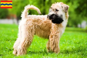 Mehr über den Artikel erfahren Irish Soft Coated Wheaten Terrier Züchter und Welpen in Overijssel