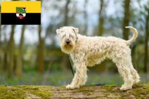 Mehr über den Artikel erfahren Irish Soft Coated Wheaten Terrier Züchter und Welpen in Sachsen-Anhalt