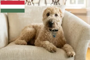 Mehr über den Artikel erfahren Irish Soft Coated Wheaten Terrier Züchter und Welpen in Ungarn