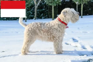 Mehr über den Artikel erfahren Irish Soft Coated Wheaten Terrier Züchter und Welpen in Wien