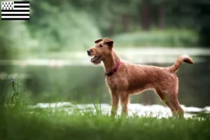 Mehr über den Artikel erfahren Irish Terrier Züchter und Welpen in der Bretagne