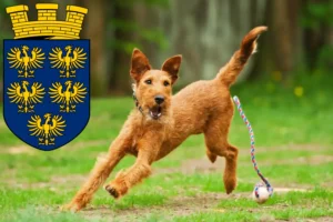 Mehr über den Artikel erfahren Irish Terrier Züchter und Welpen in Niederösterreich