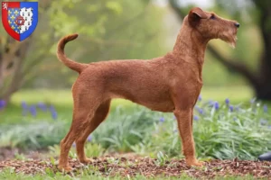 Mehr über den Artikel erfahren Irish Terrier Züchter und Welpen in Pays de la Loire