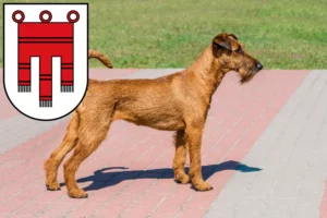 Mehr über den Artikel erfahren Irish Terrier Züchter und Welpen in Vorarlberg