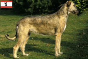 Mehr über den Artikel erfahren Irish Wolfhound Züchter und Welpen in Berlin