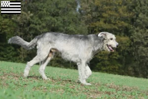 Mehr über den Artikel erfahren Irish Wolfhound Züchter und Welpen in der Bretagne