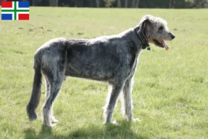 Mehr über den Artikel erfahren Irish Wolfhound Züchter und Welpen in Groningen