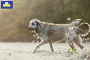 Mehr über den Artikel erfahren Irish Wolfhound Züchter und Welpen in Region Brüssel-Hauptstadt