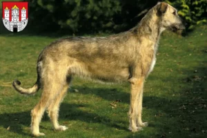 Mehr über den Artikel erfahren Irish Wolfhound Züchter und Welpen in Salzburg