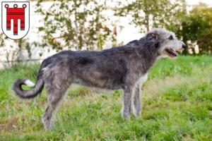 Mehr über den Artikel erfahren Irish Wolfhound Züchter und Welpen in Vorarlberg