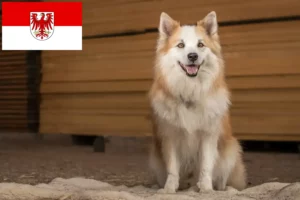 Mehr über den Artikel erfahren Islandhund Züchter und Welpen in Brandenburg