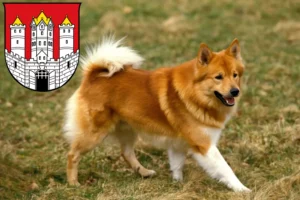 Mehr über den Artikel erfahren Islandhund Züchter und Welpen in Salzburg