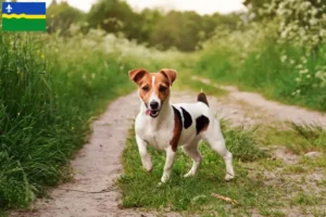 Mehr über den Artikel erfahren Jack Russell Züchter und Welpen in Flevoland