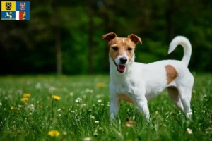 Mehr über den Artikel erfahren Jack Russell Züchter und Welpen in Mähren-Schlesien