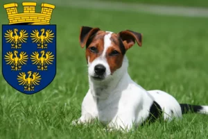 Mehr über den Artikel erfahren Jack Russell Züchter und Welpen in Niederösterreich