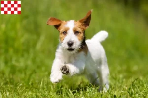 Mehr über den Artikel erfahren Jack Russell Züchter und Welpen in Nordbrabant