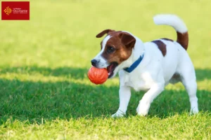 Mehr über den Artikel erfahren Jack Russell Züchter und Welpen in Okzitanien