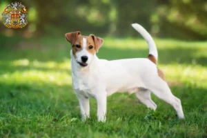 Mehr über den Artikel erfahren Jack Russell Züchter und Welpen in Prag