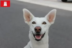 Mehr über den Artikel erfahren Kanaan-Hund Züchter und Welpen in Hamburg